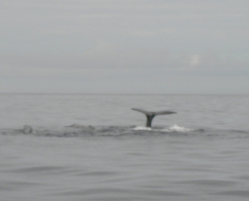 cruising-azores-6