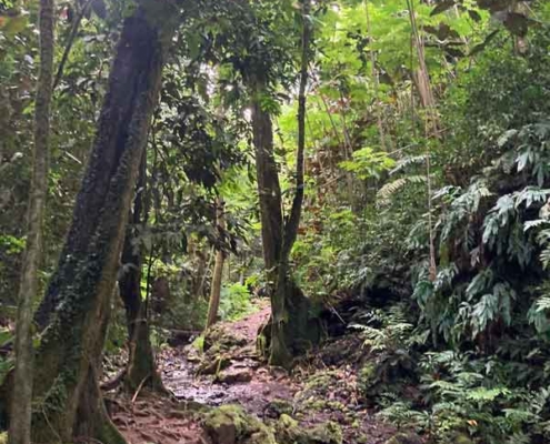 Vaiphi's river trail