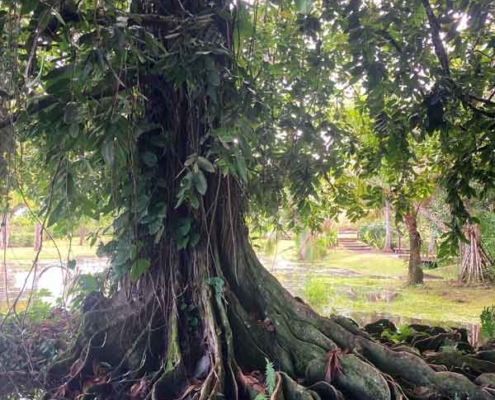 Vaiphi's river trail