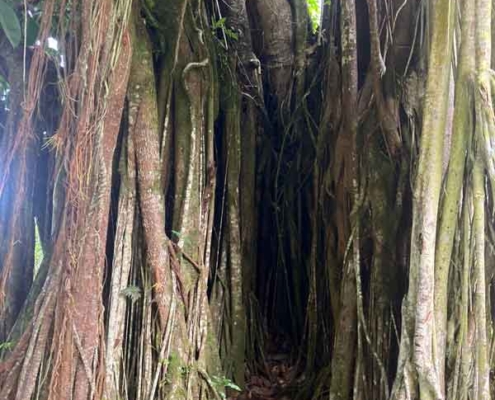 Vaiphi's river trail