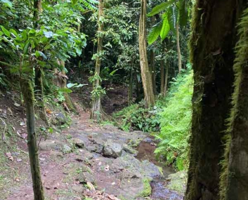 Vaiphi's river trail