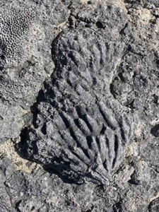 fossilized coral