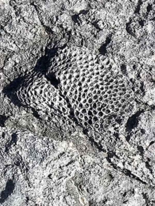 fossilized coral