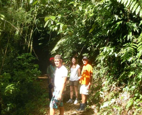 Tobago_rainforest